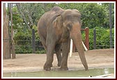 Bal – Balika Zoo visit 